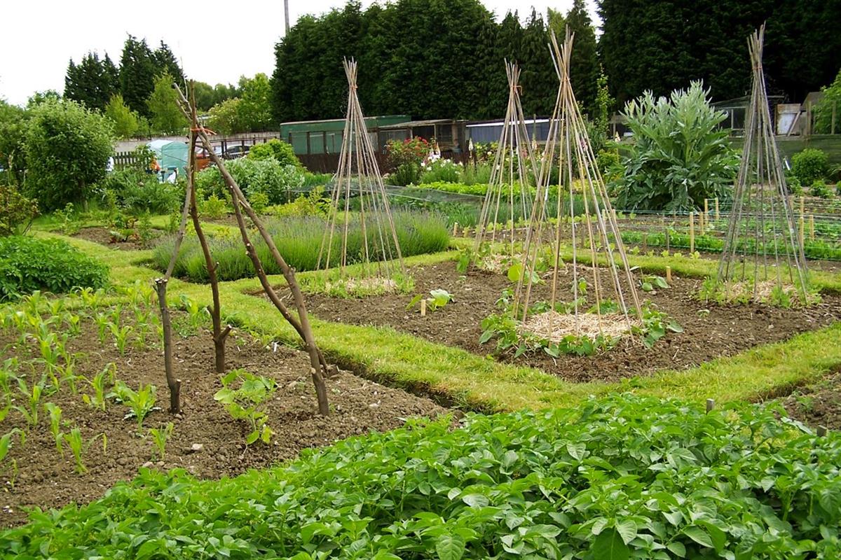 image of an allotment site